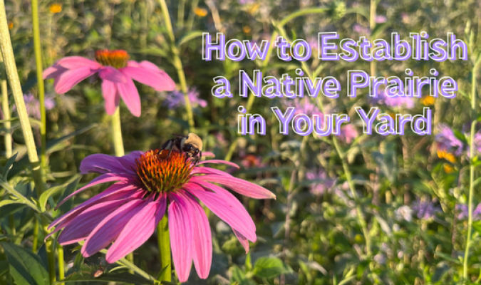 How to Establish a Native Prairie in Your Yard - Prairie flower with honeybee